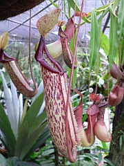 111 Cairns Botanic Gardens